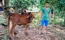 Dịch lở mồm long móng bùng phát, yêu cầu Quảng Trị khẩn trương dập dịch