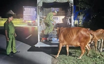 Công an Quảng Bình, Quảng Trị nửa đêm đi tìm 2 con bò cho lão nông