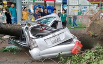 Chuyên gia bảo hiểm: 'Ô tô bị cây đổ đè bẹp sẽ được nhận bồi thường'