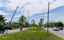 Cây xanh chết khô hàng loạt trên đường trăm tỉ vẫn chưa được khắc phục