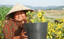 Dân trồng hoa Tết ở Phú Quốc phấn khởi khi được khách đặt mua sớm
