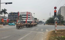 Ảnh vui 21-1: Đàn trâu vượt đèn đỏ