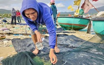 Chong đèn thâu đêm săn tôm hùm giống