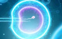 Từ tế bào da, các nhà khoa học tạo ra trứng người có thể thụ tinh