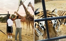 Bị gạt khỏi tuyển Anh, Bellingham đi sở thú xả stress