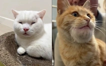 Những chú mèo tinh nghịch bị ong đốt