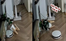 Nhà không có camera thì nỗi oan này mèo biết kể cho ai