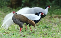 Công bố các vườn quốc gia, viện, trường tiếp nhận động, thực vật nguy cấp, quý hiếm