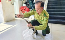 Thăm dớn bắt cá phát hiện trăn đất quý hiếm, người dân ở TP.HCM giao kiểm lâm