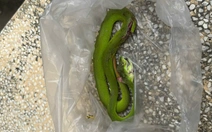 Nông dân miền Tây bắt con rắn cắn mình mang đến trại rắn để tìm cách điều trị