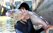 Thủy điện Trị An ngừng xả lũ, dân tranh nhau bắt cá dưới chân đập tràn