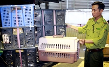 Kiểm lâm TP.HCM phát hiện 8 sọt nhựa chứa 500 con chim cu ngói không giấy tờ