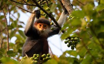 Những sinh linh đẹp nao lòng đang biến mất khỏi rừng Việt Nam