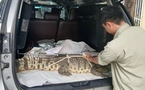 Bắt được cá sấu hơn 50kg 'đi lạc' gần khu dân cư