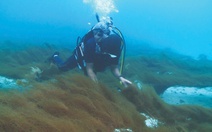 Fucoidan Umi No Shizuku - Giải pháp chăm sóc sức khỏe từ thiên nhiên