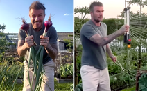 Hết khoe cà rốt, David Beckham khoe hành