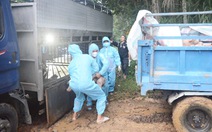 Xử phạt chủ xe tải chở 58 con heo không rõ nguồn gốc trong vùng có dịch tả heo châu Phi