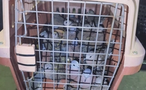 Bị phạt 7,5 triệu đồng vì tàng trữ 500 con chim cu ngói không giấy tờ