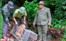 Khỉ quý lạc vào vườn giữa mưa bão, dân báo kiểm lâm thả về rừng