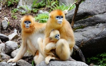 Trung Quốc tung 'đại sứ lông vàng' nối gót gấu trúc