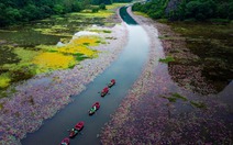 Mùa hoa súng rực rỡ ở Ninh Bình khiến du khách ngỡ ngàng
