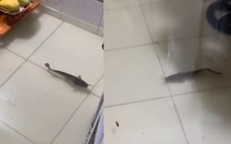 Cá bơi tung tăng trong nhà khi triều cường lên