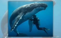 Cá voi lưng gù cứu nhà sinh vật biển khỏi cá mập: Câu chuyện có thật hay chỉ là trùng hợp?