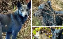 Phát hiện chó lông xanh quanh khu lò hạt nhân Chernobyl