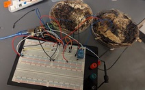 Chế tạo bộ nhớ máy tính từ… nấm