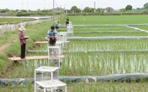 Trồng lúa giảm phát thải, nông dân ở Hà Nội tăng 50% lợi nhuận, bán cả tín chỉ carbon