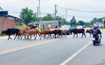 Phú Quốc: Nuôi bò thả rông nếu gây tai nạn, người nuôi sẽ bị phạt tiền, thậm chí bị phạt tù