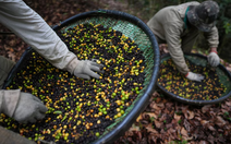 Cà phê thải từ phân chim của Brazil tăng trưởng giữa bão thuế quan
