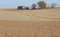 Trung Quốc cam kết mua 75 triệu tấn đậu nành Mỹ trong 3 năm tới