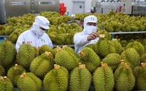 Phó thủ tướng yêu cầu làm rõ trách nhiệm việc để gián đoạn hoạt động kiểm nghiệm sầu riêng xuất khẩu