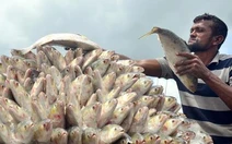 Bangladesh điều tàu chiến bảo vệ cá hilsa