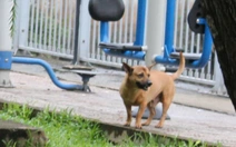 Chó không rọ mõm chạy dọc kênh Nhiêu Lộc - Thị Nghè: 'Dẫn cháu đi dạo sợ chó lao tới cắn'