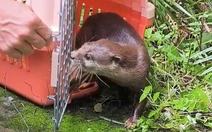 Rái cá vuốt bé vật chứng trong vụ án được thả về rừng phòng hộ Cần Giờ