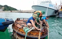 Hoàn lưu bão Matmo gây mưa to: Nguy cơ rất cao lũ quét, sạt lở đất