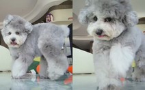 Chú chó trả đũa camera vì bị cô chủ bắt quả tang ăn vụng