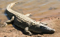 Cá sấu của khu du lịch sổng chuồng, cắn người dân bên sông