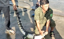 Người dân An Giang tá hỏa khi thấy cá sấu bò ngang đường