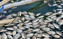 Người nuôi cá đầm Cù Mông khóc ròng vì cá chết sạch sau bão