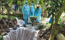 8 xã nào ở Vĩnh Long xảy ra dịch bệnh dịch tả heo châu Phi?