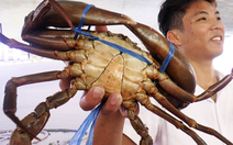 Cà Mau mang cua 'chính hiệu' đến giới thiệu với thực khách TP.HCM