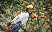 Vườn hồng Đà Lạt, nơi ai bước vào cũng hóa đoan trang