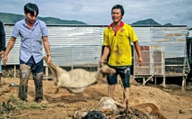 Khởi tố vụ án vỡ hồ chứa nước làm chết người ở Tuy Phong