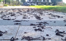 Hiện tượng lạ hàng ngàn con giun đất bò lên vỉa hè rồi chết la liệt ở Quảng Ngãi