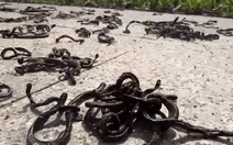 Hiện tượng lạ hàng ngàn con giun đất bò lên vỉa hè rồi chết la liệt ở Quảng Ngãi