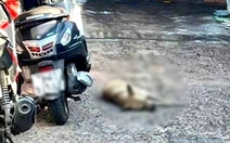 Chó hoang nghi bị bệnh dại liên tục cắn 8 người