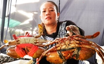 Cà Mau dùng đèn LED 'làm chủ' giới tính, hướng tới cua sumo xuất khẩu